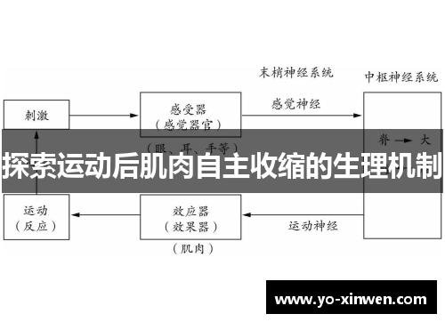 探索运动后肌肉自主收缩的生理机制 探索运动后肌肉自主收缩的生理机制