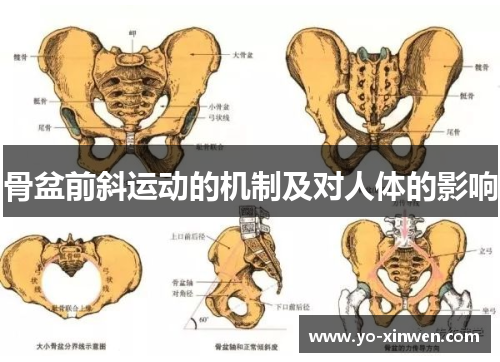 骨盆前斜运动的机制及对人体的影响